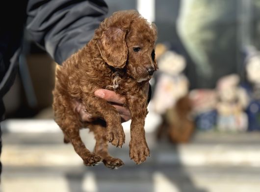 Petmode Köpek Çifrliğinden Maltipoo Yavrularımız görsel