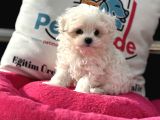Petmode Köpek Çifrliğinden Kore Kan Maltese Yavrumuz