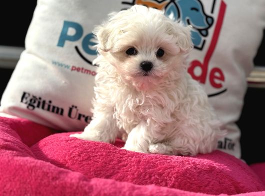 Petmode Köpek Çifrliğinden Kore Kan Maltese Yavrumuz görsel