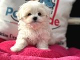Petmode Köpek Çifrliğinden Kore Kan Maltese Yavrumuz