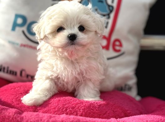 Petmode Köpek Çifrliğinden Kore Kan Maltese Yavrumuz görsel