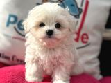 Petmode Köpek Çifrliğinden Kore Kan Maltese Yavrumuz
