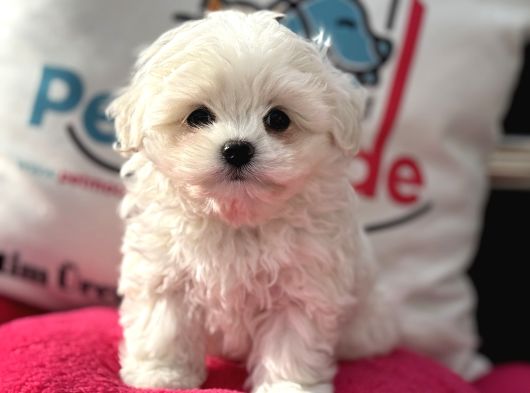 Petmode Köpek Çifrliğinden Kore Kan Maltese Yavrumuz görsel