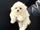 Petmode Köpek Çifrliğinden Kore Kan Maltese Yavrumuz