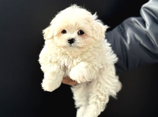 Petmode Köpek Çifrliğinden Kore Kan Maltese Yavrumuz görsel