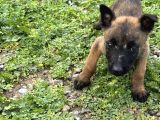 Yurtdışı Girişli A Kali̇te Hirs Küpü Belçi̇ka Yavrular