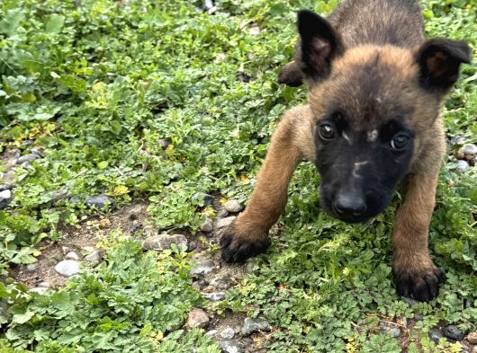 Yurtdışı Girişli A Kali̇te Hirs Küpü Belçi̇ka Yavrular görsel