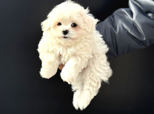 Petmode Köpek Çifrliğinden Kore Kan Maltese Yavrumuz görsel