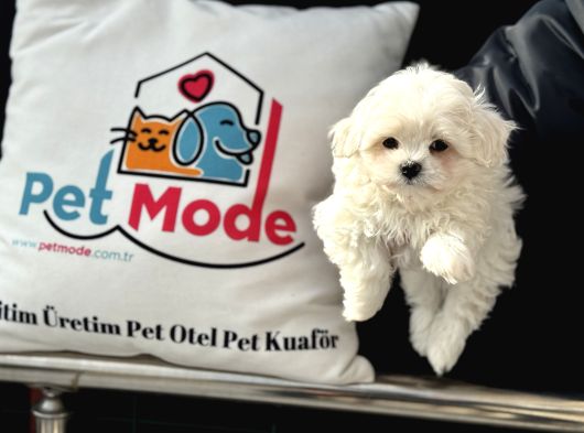Petmode Köpek Çifrliğinden Kore Kan Maltese Yavrumuz görsel