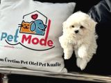 Petmode Köpek Çifrliğinden Kore Kan Maltese Yavrumuz
