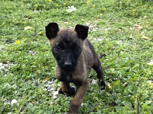 Yurtdışı Girişli A Kali̇te Hirs Küpü Belçi̇ka Yavrular görsel