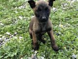 Yurtdışı Girişli A Kali̇te Hirs Küpü Belçi̇ka Yavrular