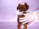 Top Kafa Sıfır Burun Gerçek Kore Toy Poodle Yavrular