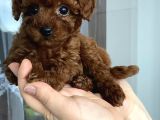 Top Kafa Sıfır Burun Gerçek Kore Toy Poodle Yavrular