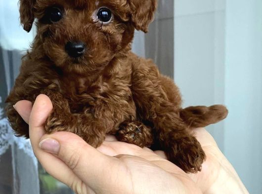 Top Kafa Sıfır Burun Gerçek Kore Toy Poodle Yavrular görsel