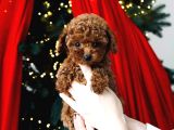 Top Kafa Sıfır Burun Gerçek Kore Toy Poodle Yavrular
