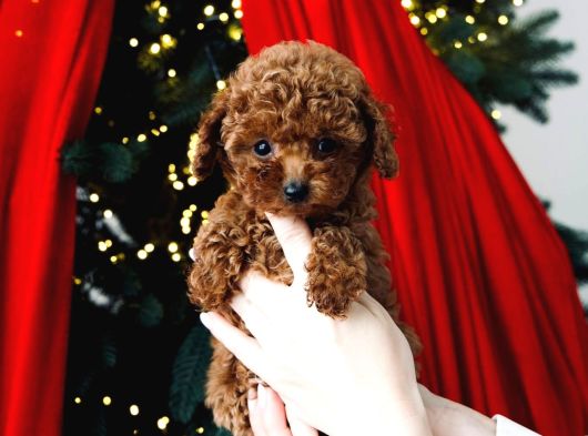 Top Kafa Sıfır Burun Gerçek Kore Toy Poodle Yavrular görsel