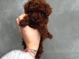 Top Kafa Sıfır Burun Gerçek Kore Toy Poodle Yavrular