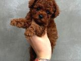 Top kafa sıfır burun gerçek kore toy poodle yavrular