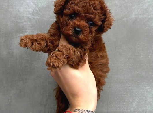 Top kafa sıfır burun gerçek kore toy poodle yavrular