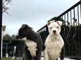 Mükemmel Anatomi̇de Bebek Bully Xl Yavrular