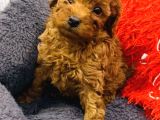 Full Safkan Orjinal Toypoodle Yavrumuz