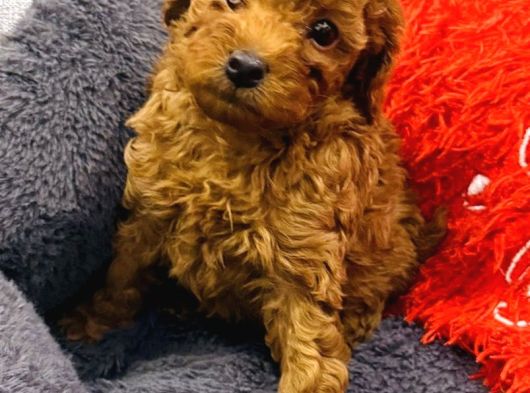 Full Safkan Orjinal Toypoodle Yavrumuz görsel