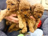 Full Safkan Orjinal Toypoodle Yavrumuz