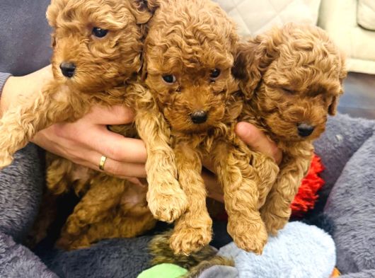 Full Safkan Orjinal Toypoodle Yavrumuz