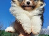 Show Kalite Tea Cup Pomeranian Yavrularımız