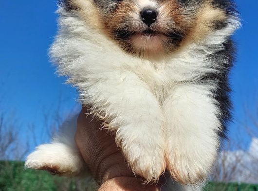 Show Kalite Tea Cup Pomeranian Yavrularımız görsel