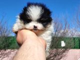 Show Kalite Tea Cup Pomeranian Yavrularımız