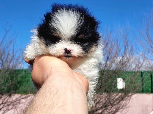 Show Kalite Tea Cup Pomeranian Yavrularımız görsel