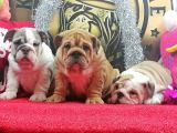 ÜST DÜZEY İNGİLİZ BULDOG YAVRULAR