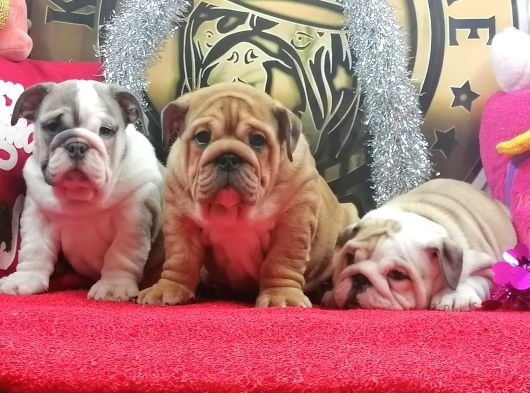 Üst Düzey İngi̇li̇z Buldog Yavrular