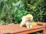 Safkan Pomerani̇an Boo