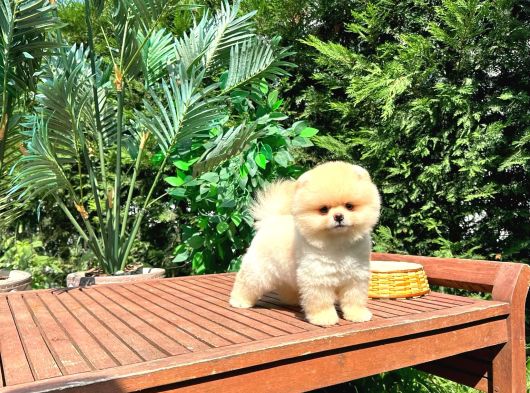 Safkan Pomerani̇an Boo görsel