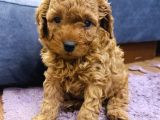 Full Safkan Orjinal Toypoodle Yavrumuz