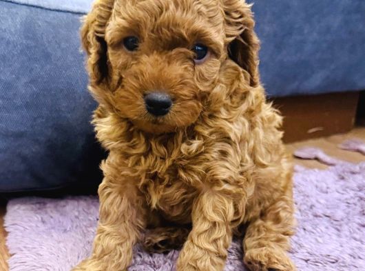 Full Safkan Orjinal Toypoodle Yavrumuz görsel