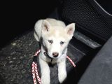 Husky