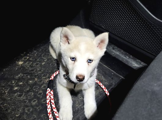 Husky görsel