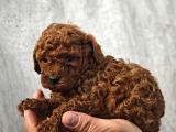 A Kalite Poodle Bebekler