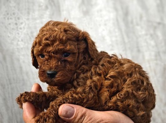 A Kalite Poodle Bebekler görsel