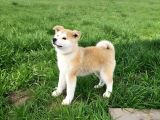 3 aylık full aşılı japon akita inu yavrumuz