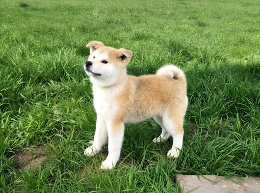 3 Aylık Full Aşılı Japon Akita Inu Yavrumuz