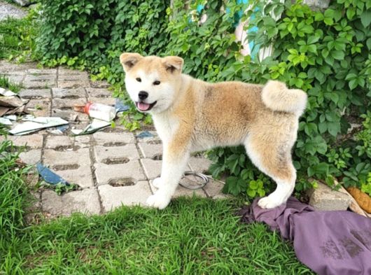 3 Aylık Full Aşılı Japon Akita Inu Yavrumuz görsel