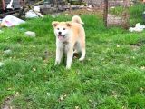 3 Aylık Full Aşılı Japon Akita Inu Yavrumuz