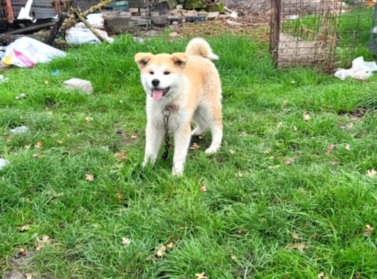 3 Aylık Full Aşılı Japon Akita Inu Yavrumuz görsel