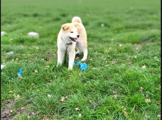 3 Aylık Full Aşılı Japon Akita Inu Yavrumuz görsel