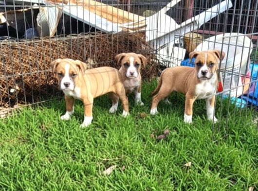 Dişi Boxer Yavrularımız görsel